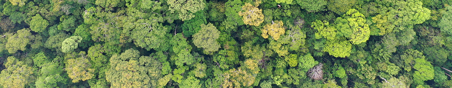 Rainforest trees forest aerial photo