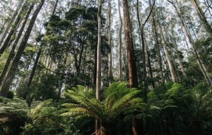 Tasmania - tall trees